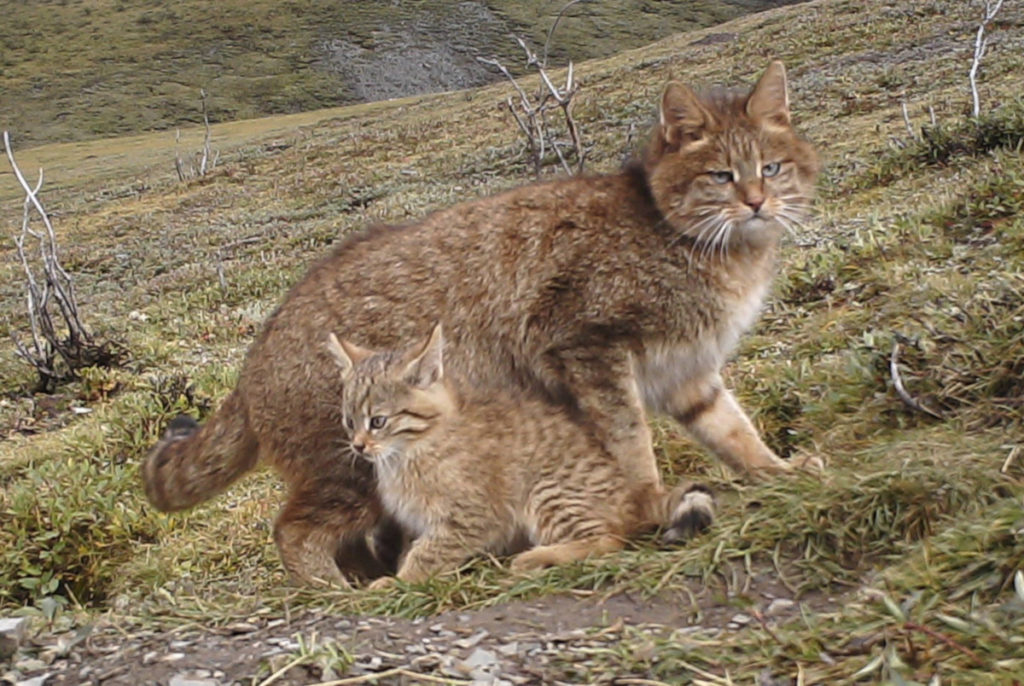 Gatto-di-Biet-e-gattino-in-natura