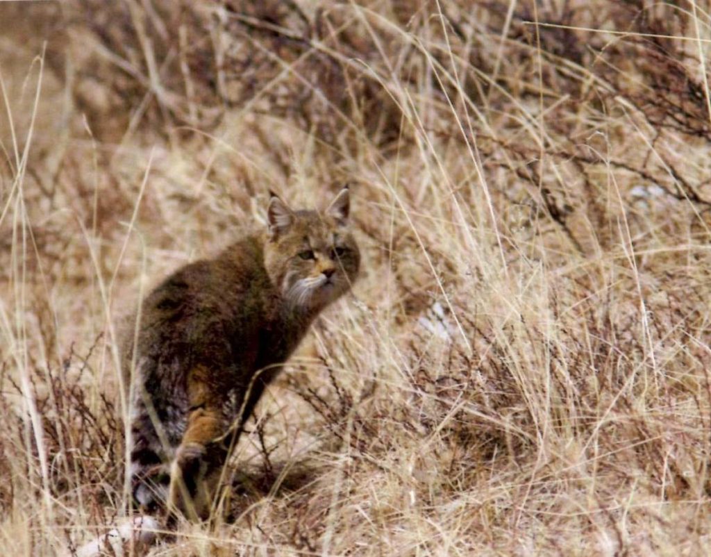 Gatto-di-Biet-in-natura