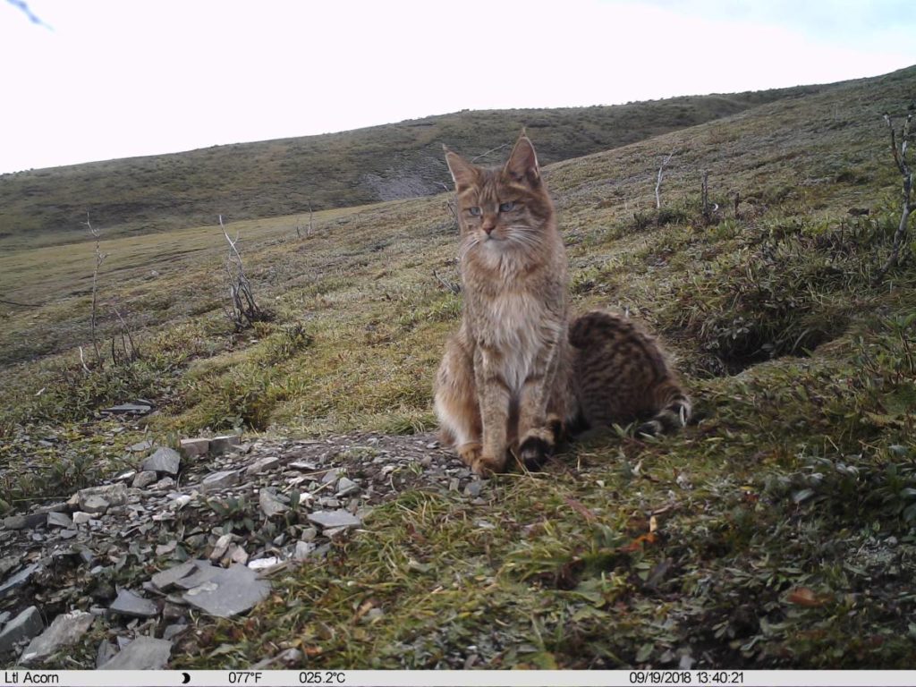 Gatto-di-Biet-prateria