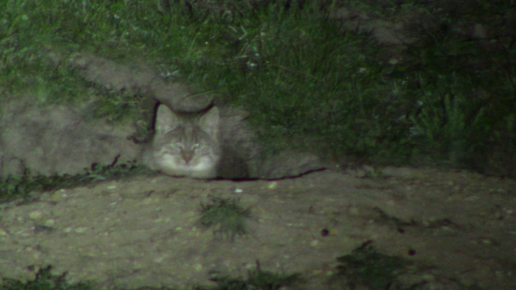 Gatto-di-Biet-scatto-notturno