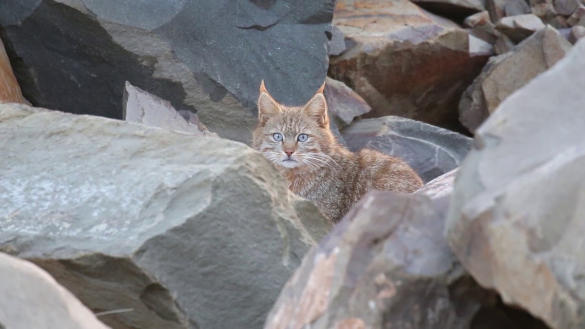 Gatto di Biet, immagini e foto