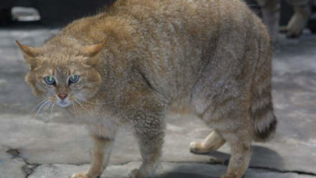 Gatto-di-Biet-zoo-di-Qinghai