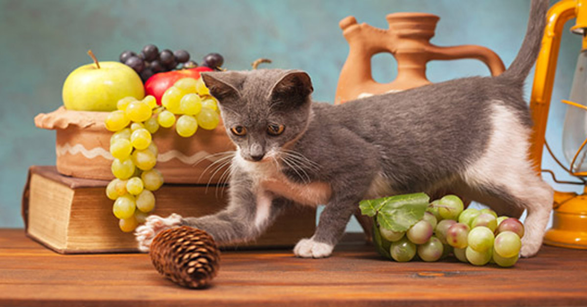 Perché i gatti adorano far cadere gli oggetti?