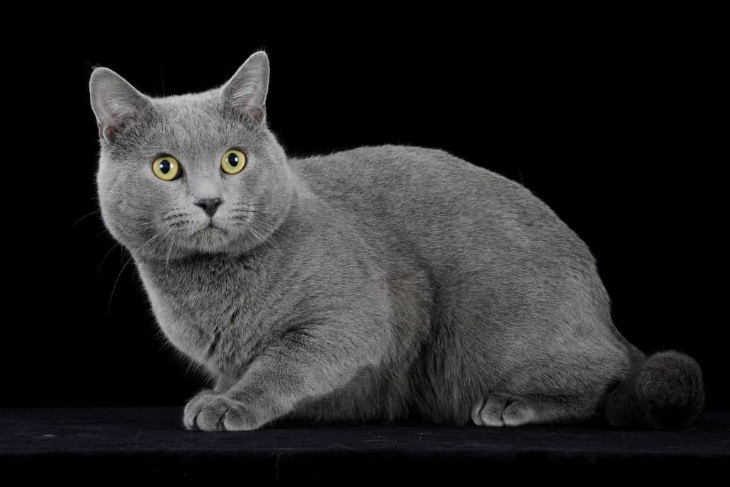 Gatto grigio