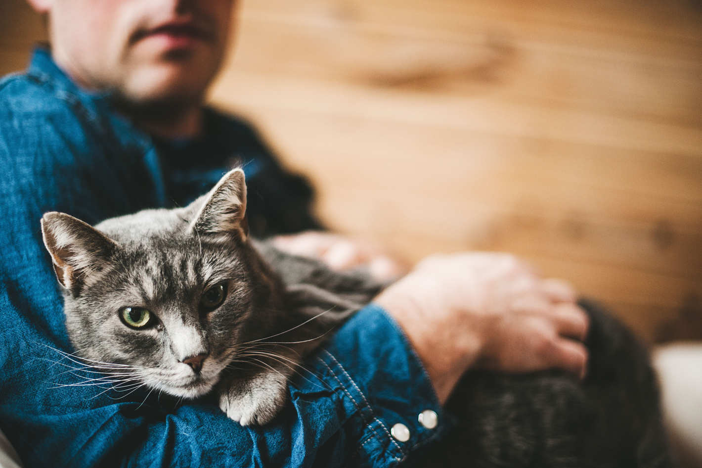 Gatto in braccio ad un uomo