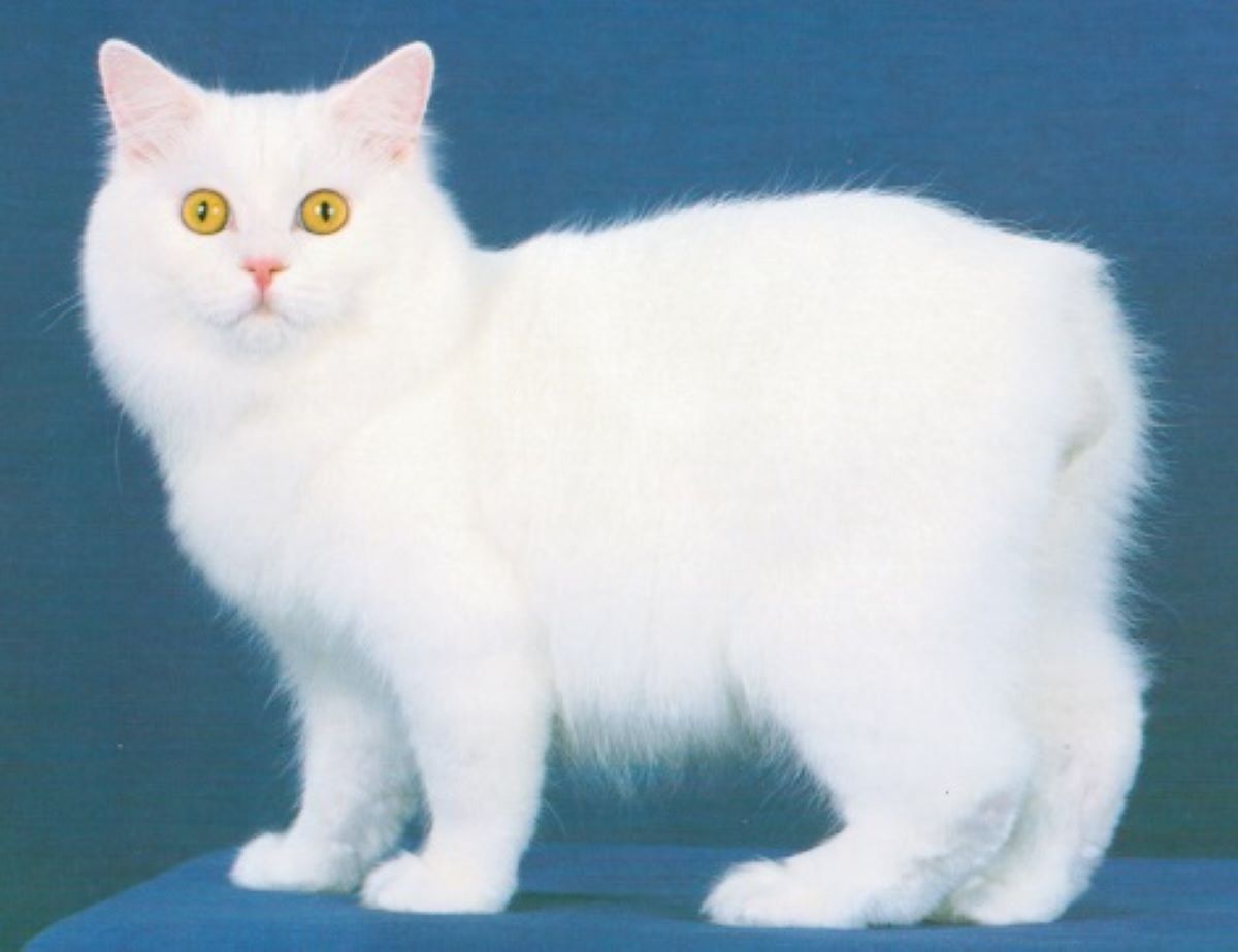 Gatto-isola-di-Man-pelo-bianco