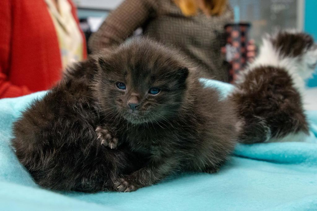 Gatto nero con una settimana di vita