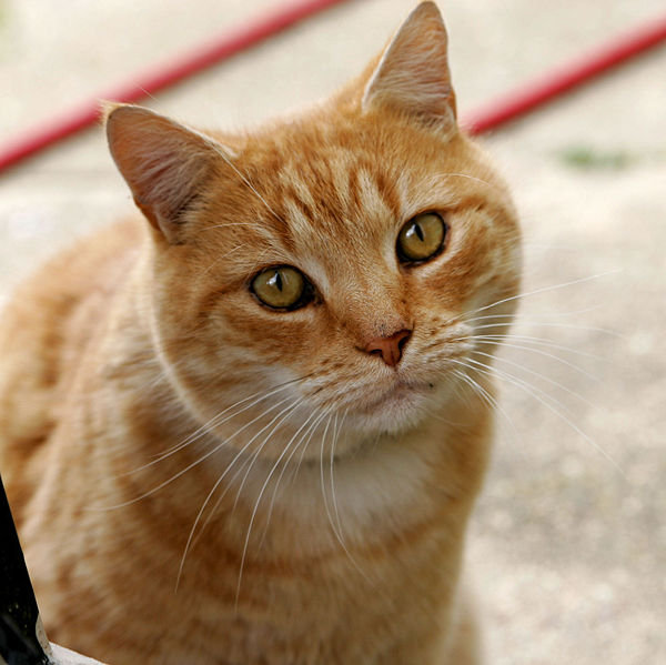 Gatto rosso con una macchia a forma di M sulla fronte