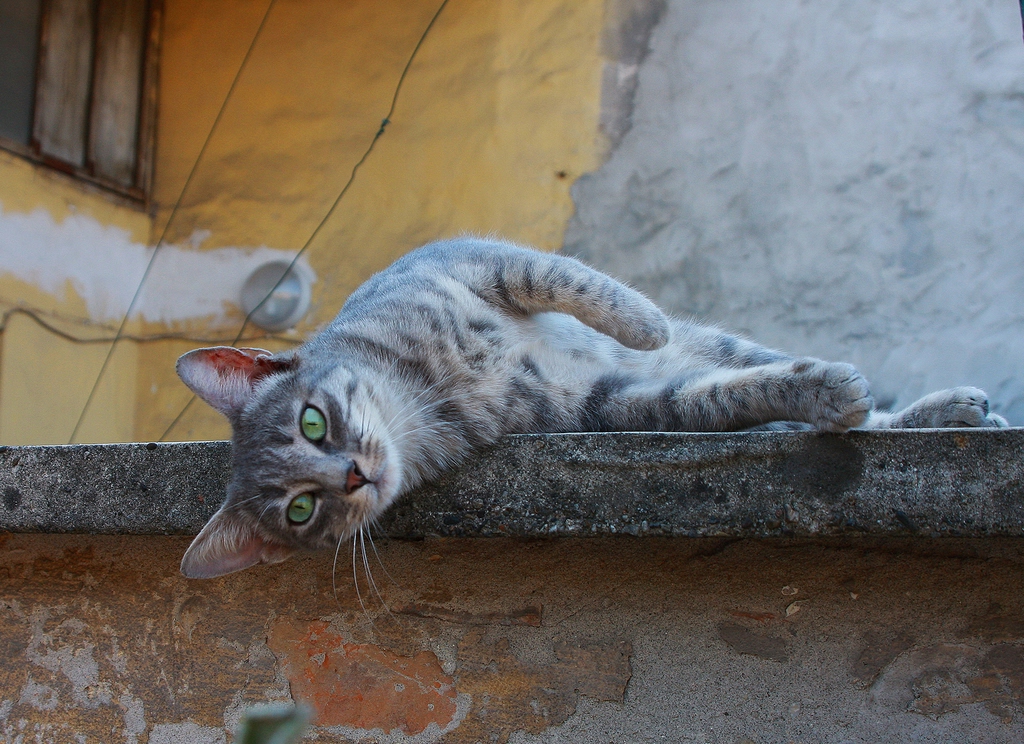 Gatto sdraiato su un muro