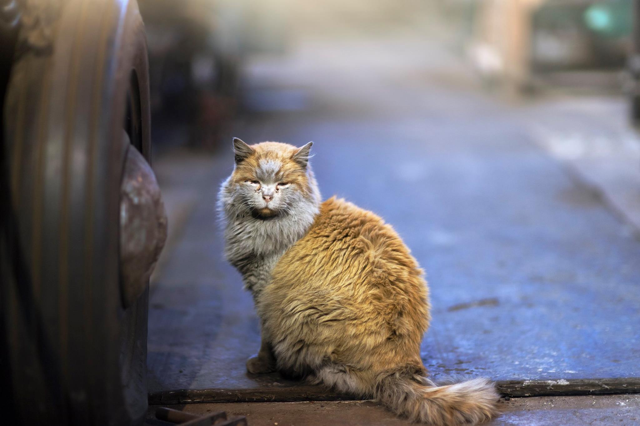 Gatto selvatico bellissimo