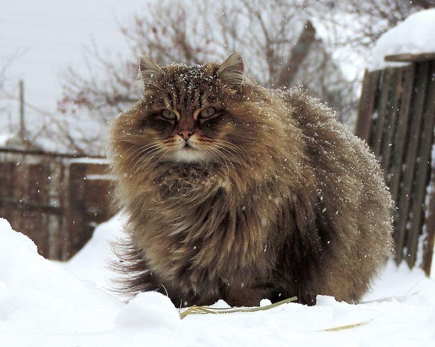 Gatto siberiano tra la neve