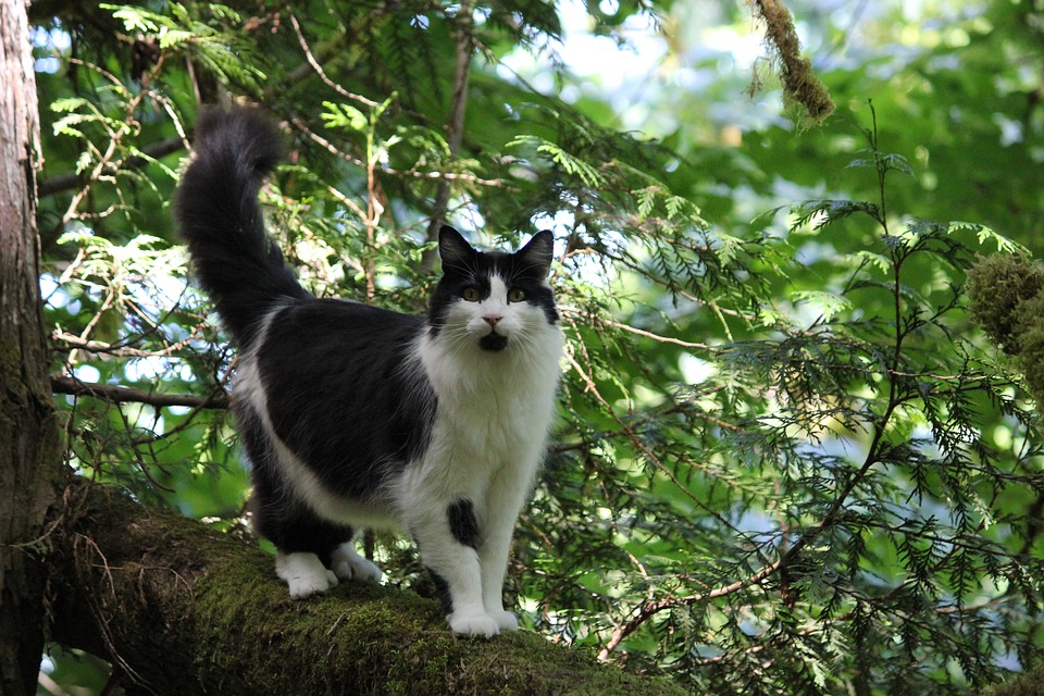 Gatto su un albero