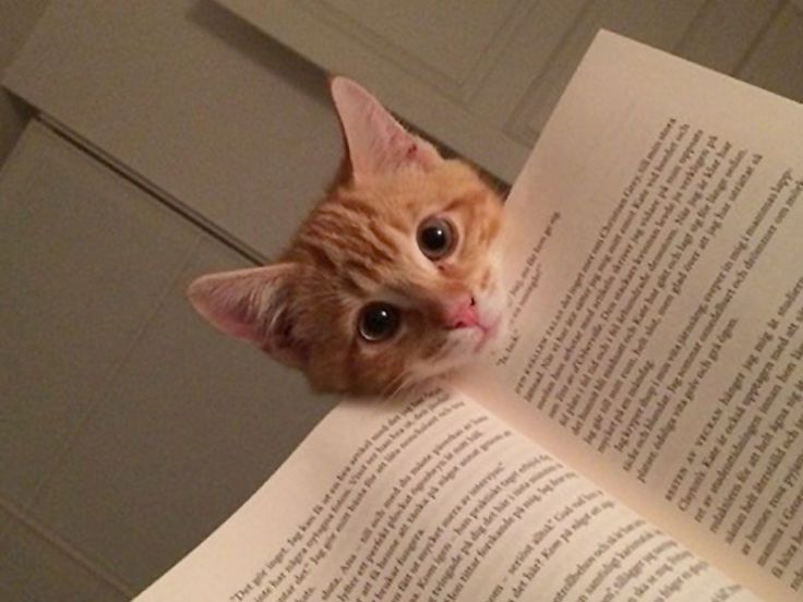 Gatto su un libro