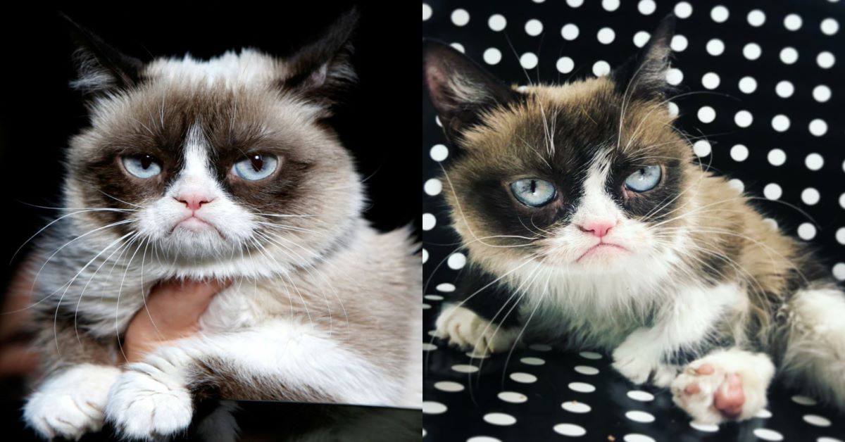 Grumpy Cat: è morto il gatto musone più social e ricco del mondo