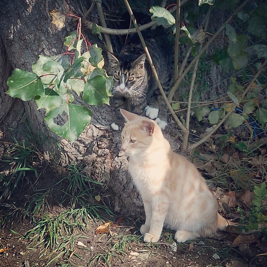 gatto nel bosco