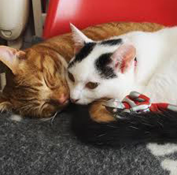 Il gatto Hachi insieme ad un gatto rosso