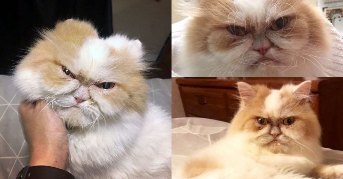 Louis: il gatto considerato il nuovo Grumpy Cat