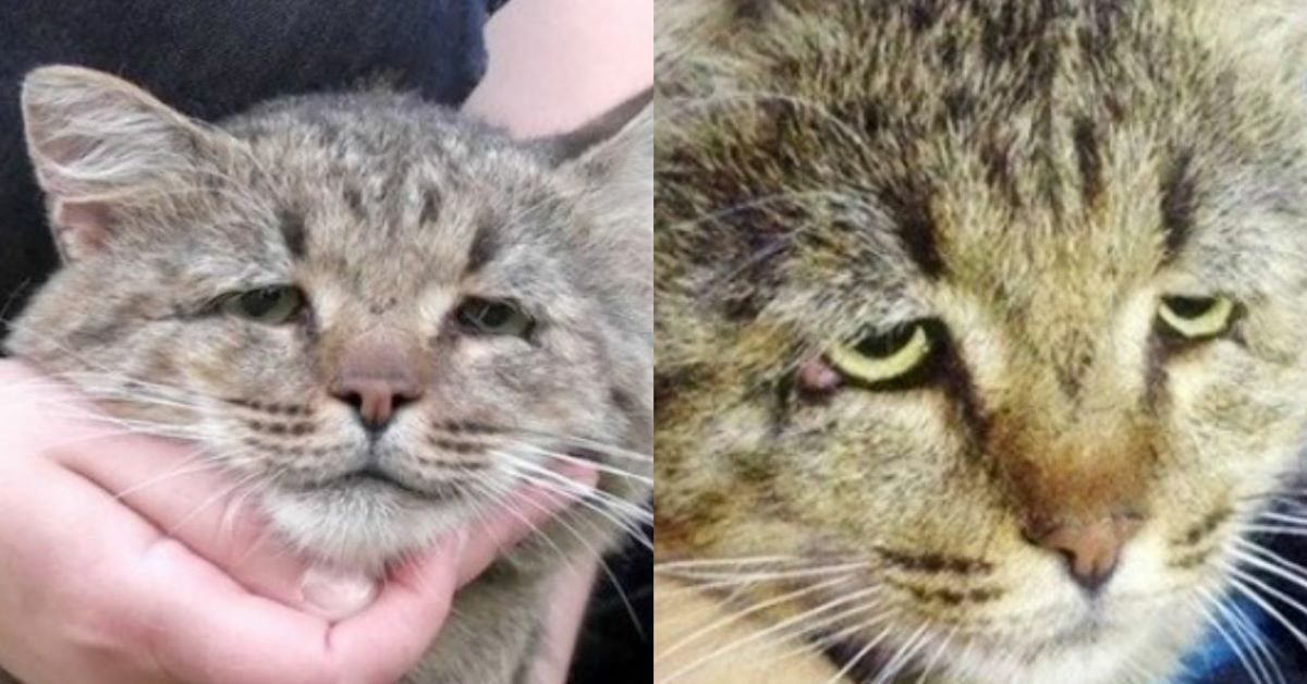 Mikesh: il gatto con lo sguardo sempre triste