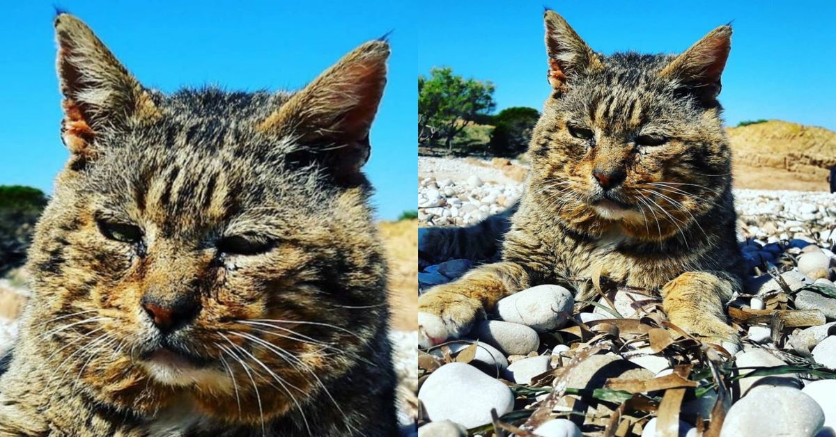 Muscione: il gatto re di Tavolara