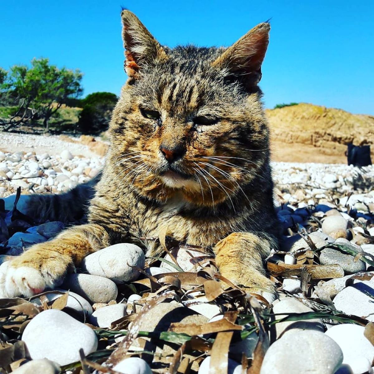 gatto-tigrato-al-mare