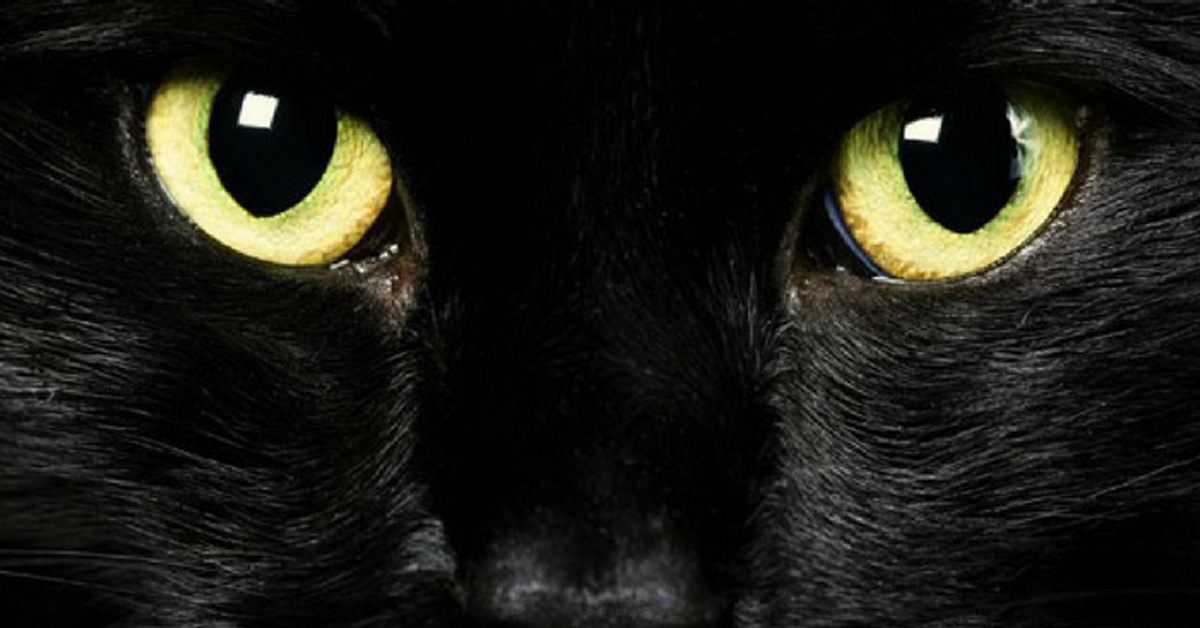 Vista dei gatti: è vero che possono vedere anche al buio?