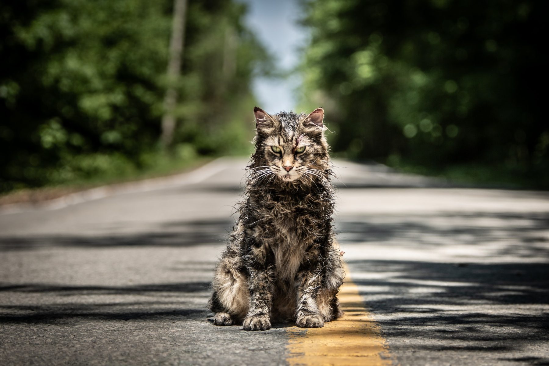 Pet Sematary: il gatto Leo star del film è scomparso