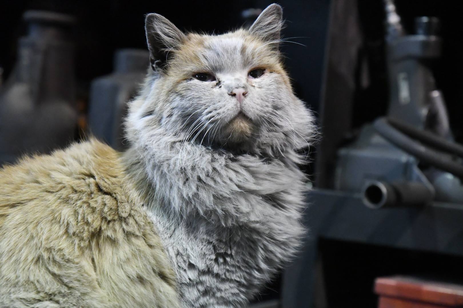 Primo piano di un gatto selvatico