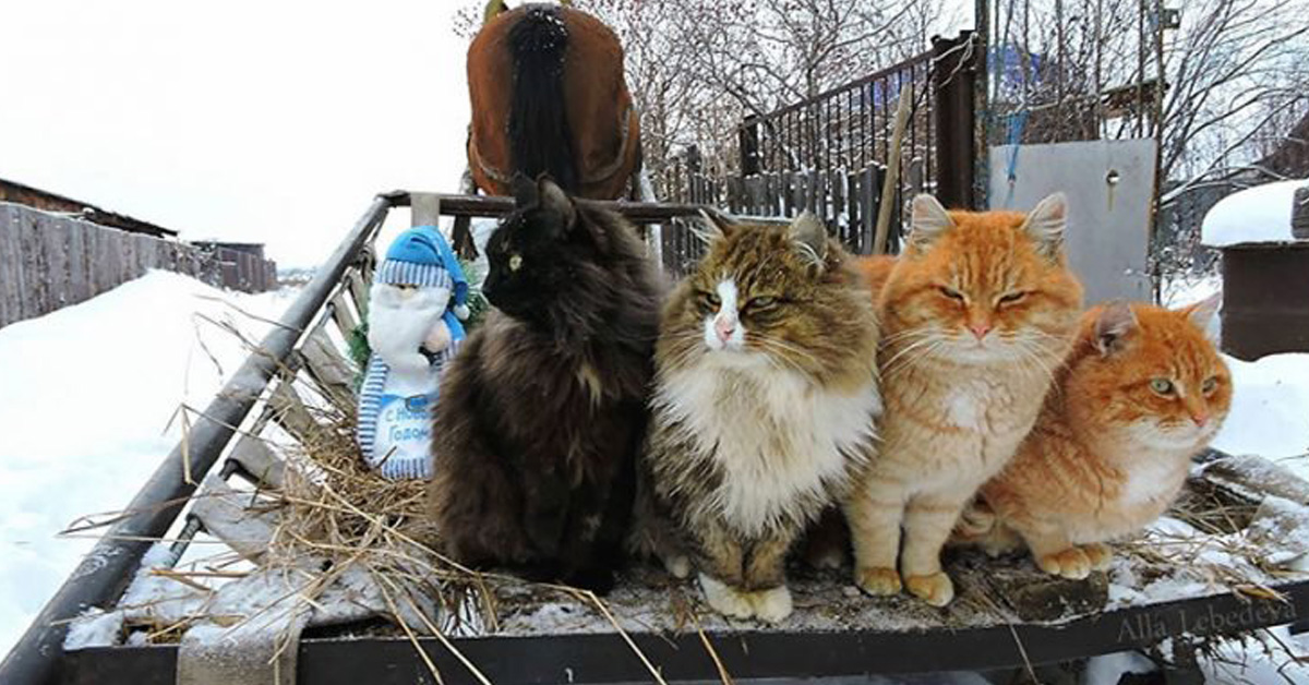 Koshlandia: dove i gatti siberiani vivono in un’oasi felina