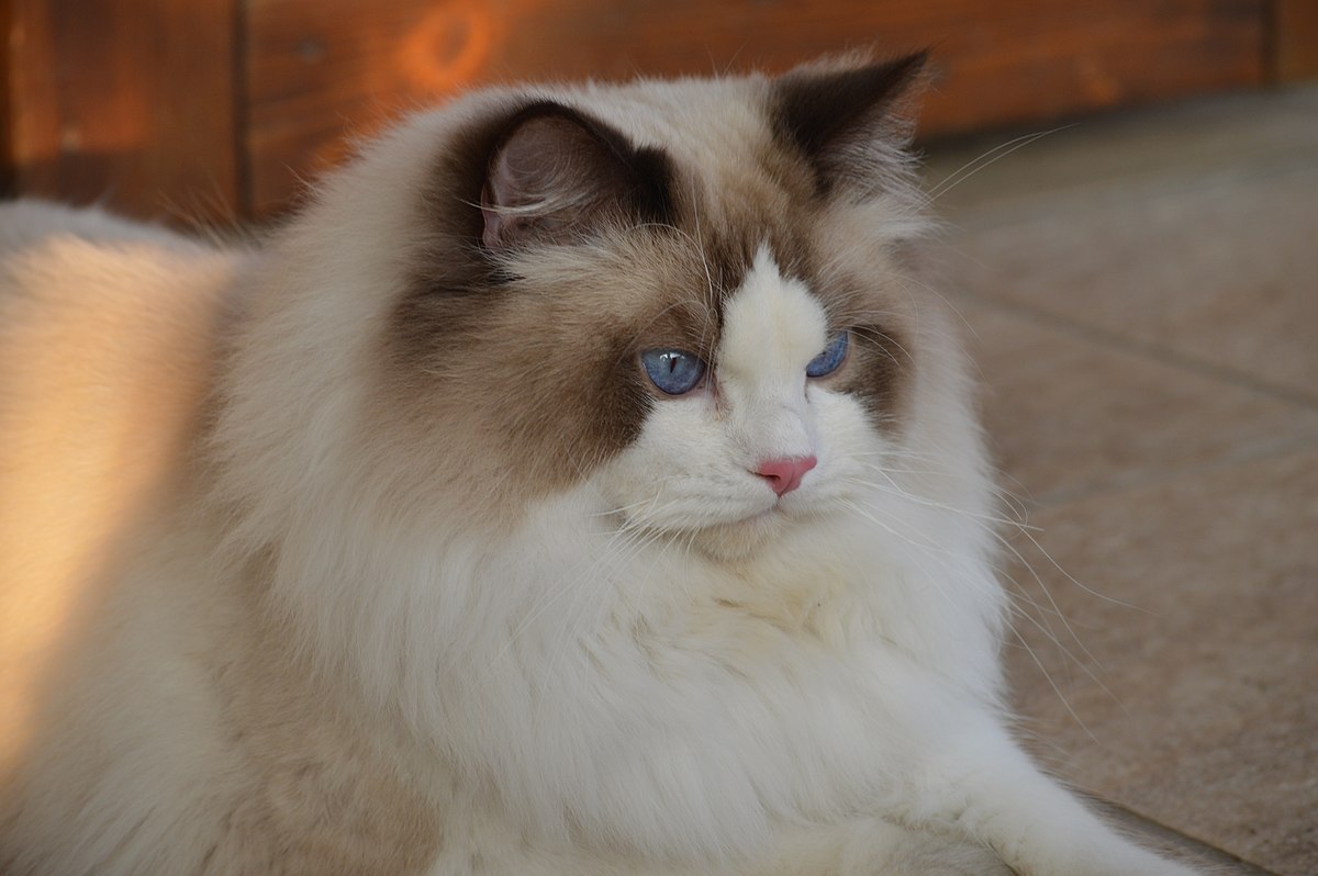 gatto razza ragdoll