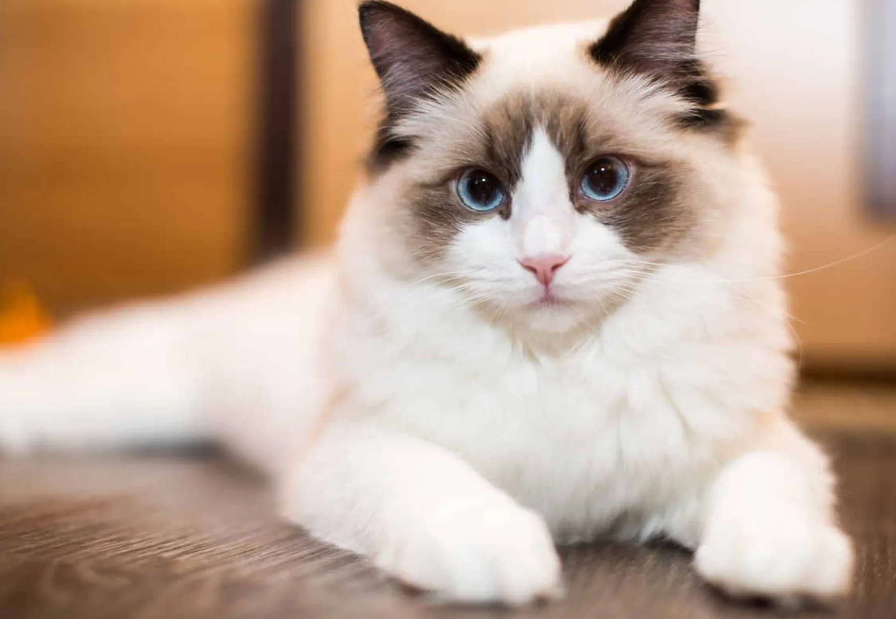 gatto ragdoll strabico