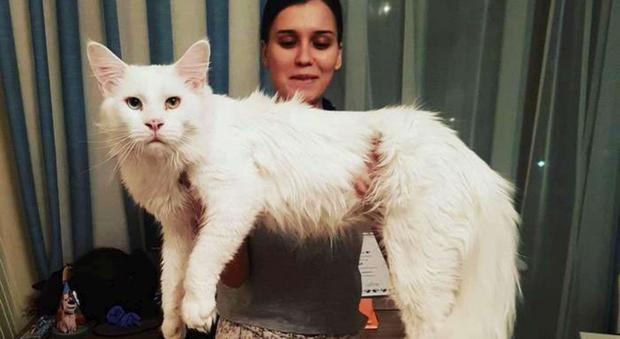 Thion, il gatto gigante