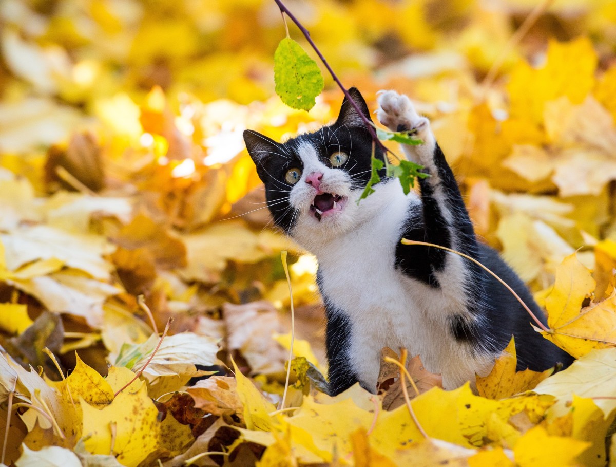 Un gattino tra le foglie