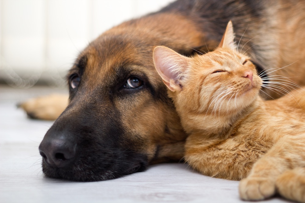 Un gatto che dorme con un cane