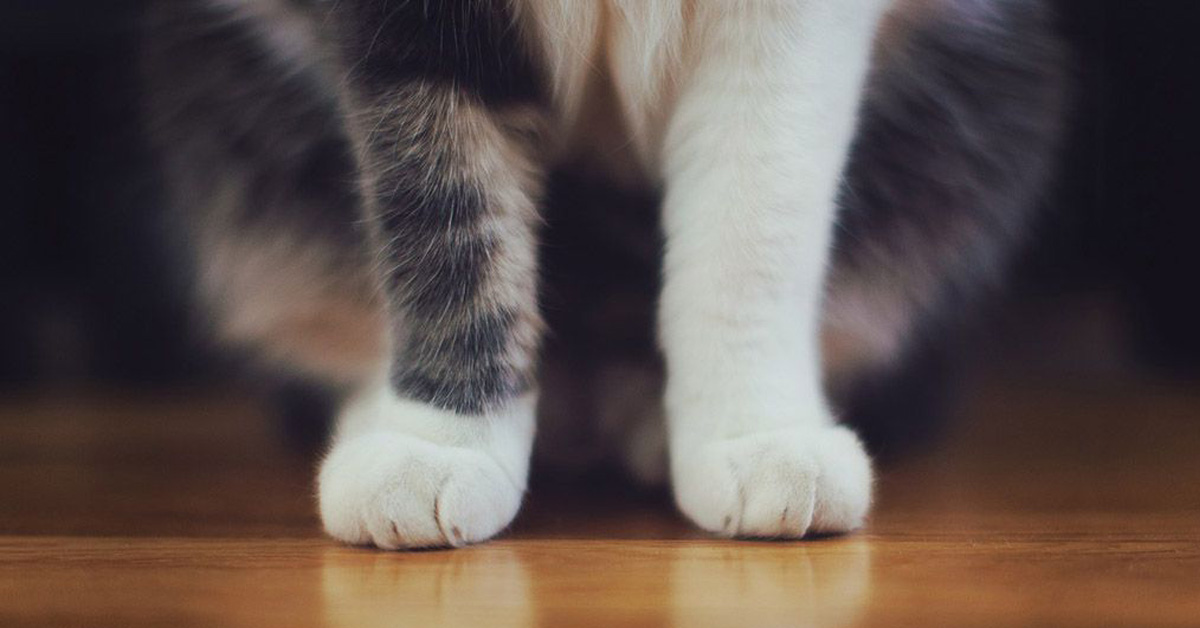 Perché alcuni gatti hanno le zampe di colore diverso?