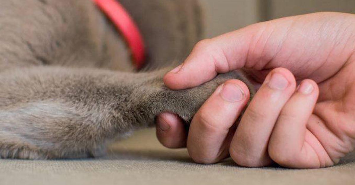 Il tuo gatto è destro o mancino? Ecco come capirlo