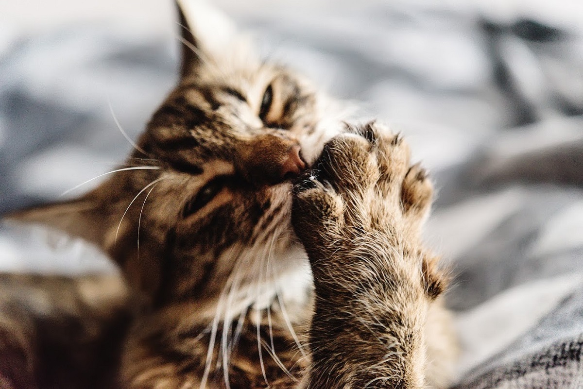 gatto si gratta il mento