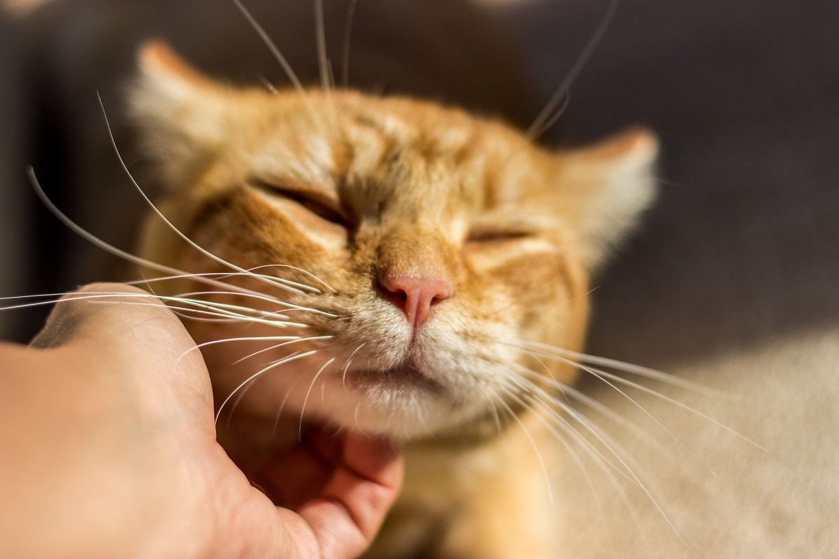 gatto accarezzato sotto il mento