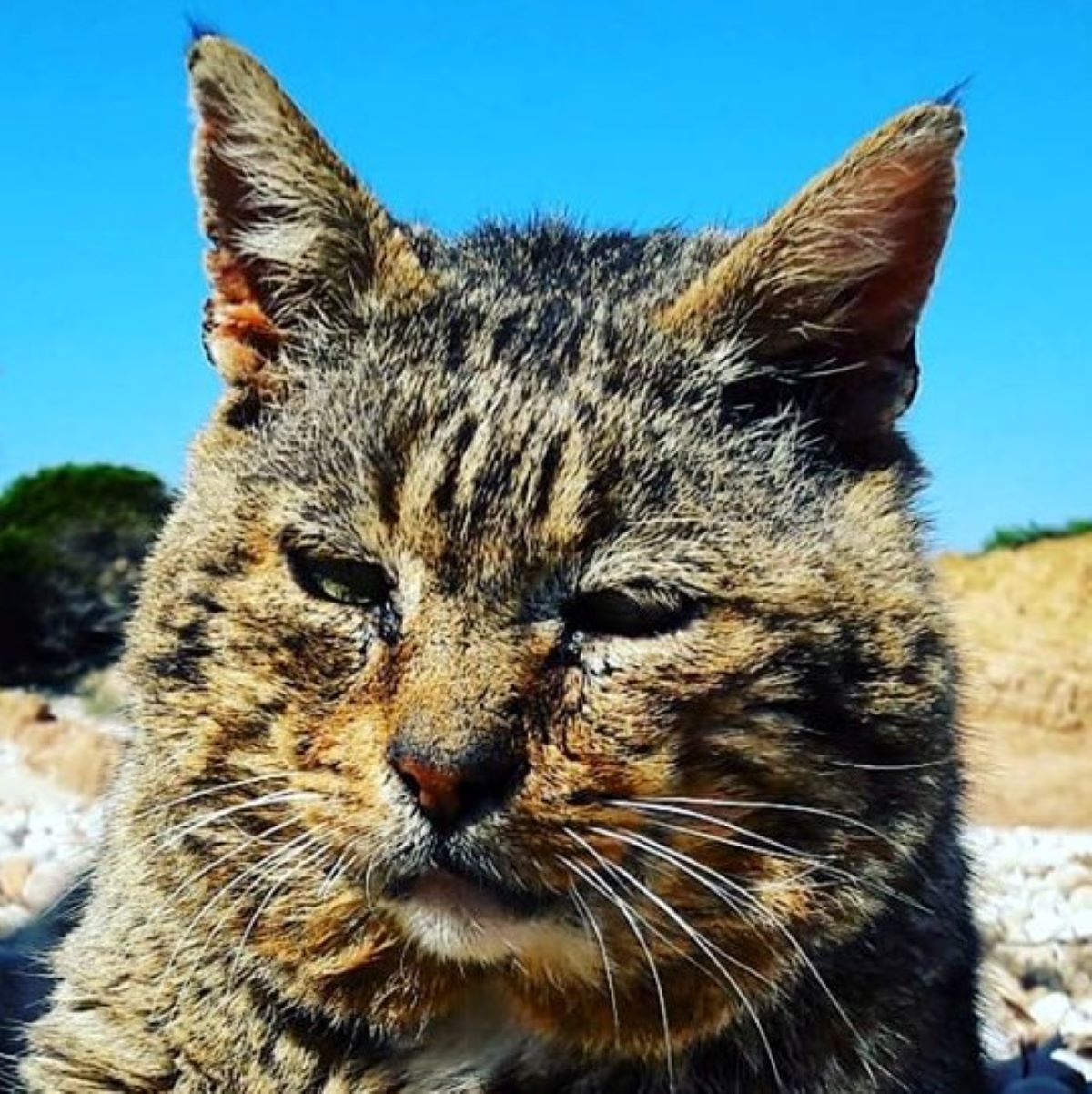 gatto-con-sguardo-assorto