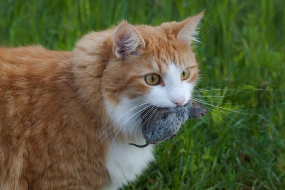 gatto-con-topo