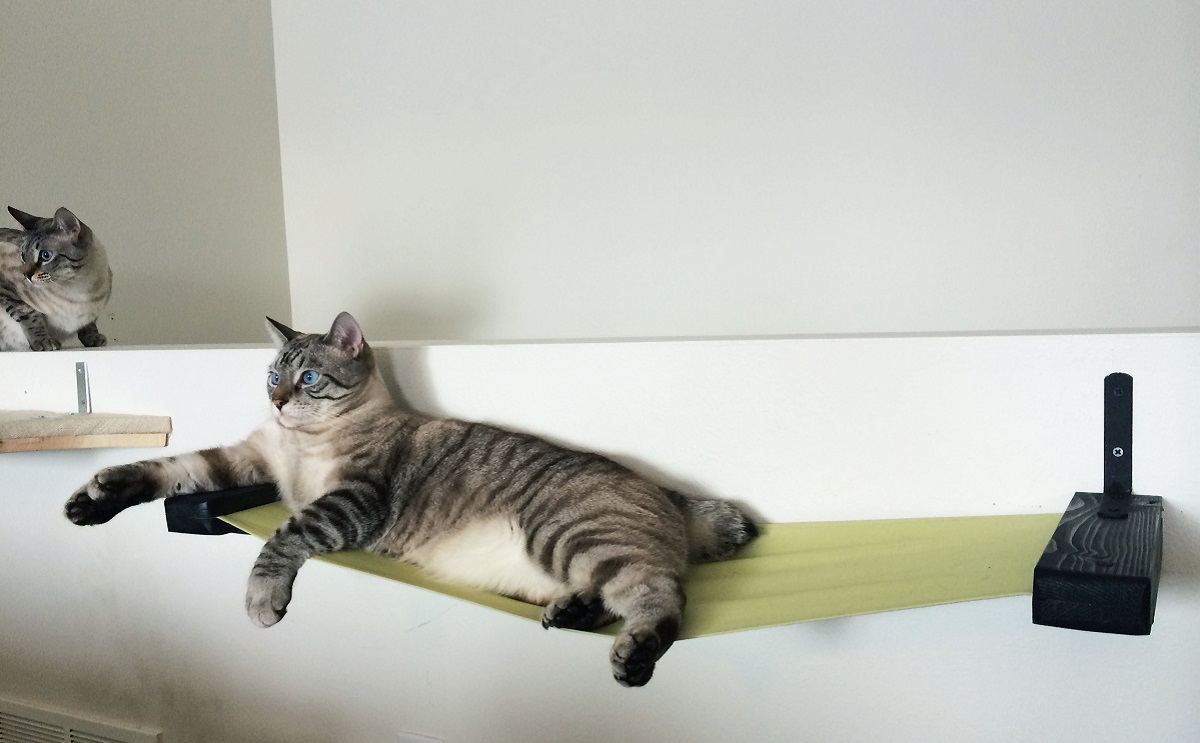 gatto su amaca da parete