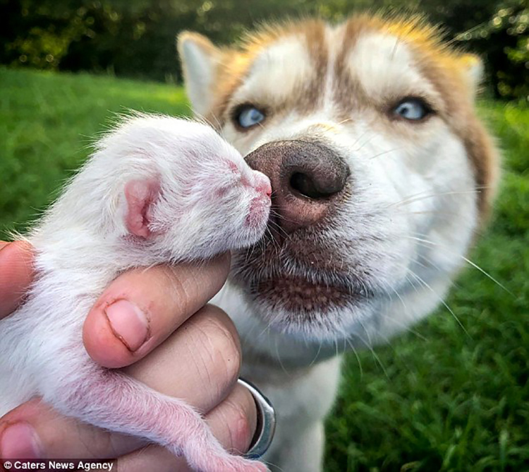 husky-e-cuccciolo-di-gatto