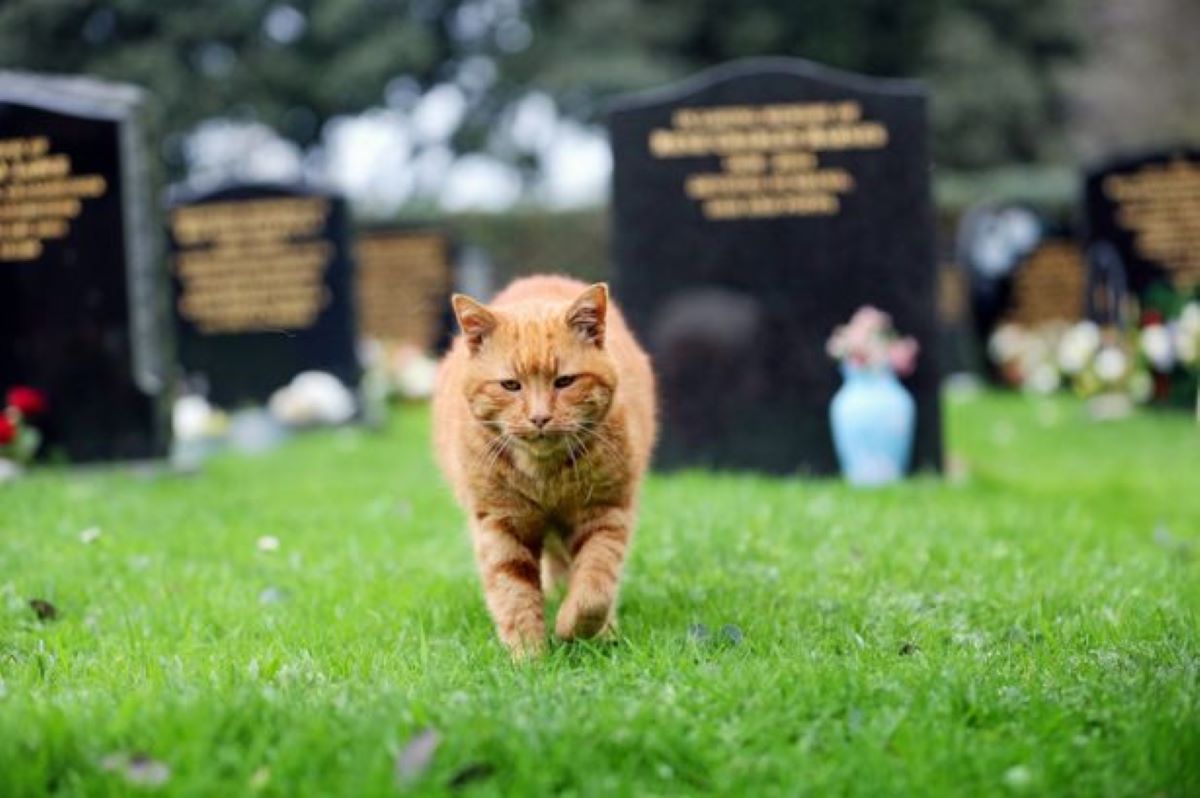 gatto-che-cammina-in-un-cimitero