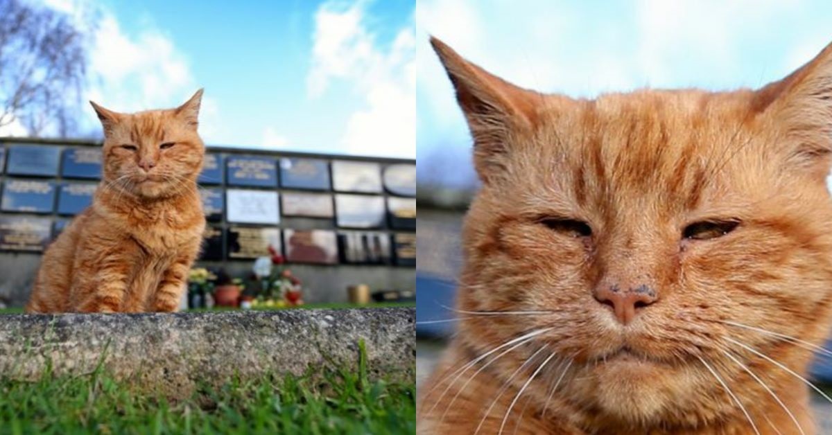 Barney: il gatto del cimitero di Saint Sampson