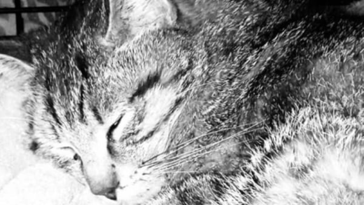 gatto-in-bianco-e-nero-che-dorme