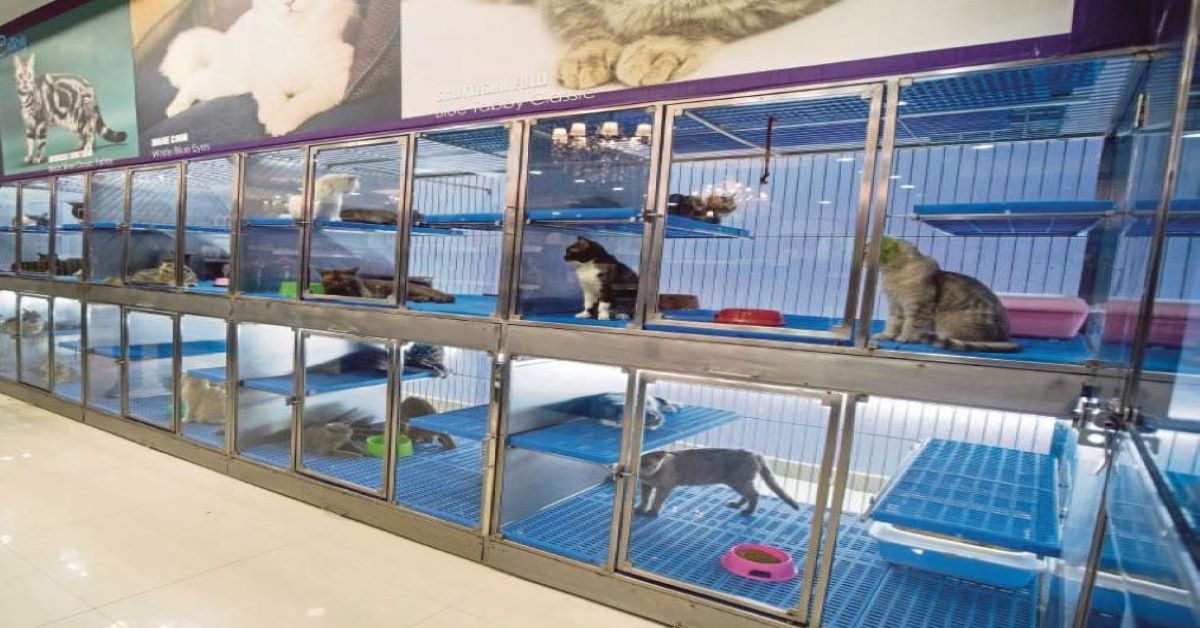 California: gatti in vendita nei negozi solo se provengono da rifugi