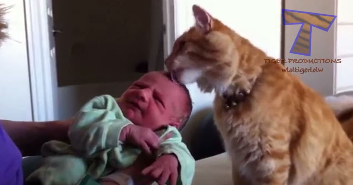 gatto-e-neonato