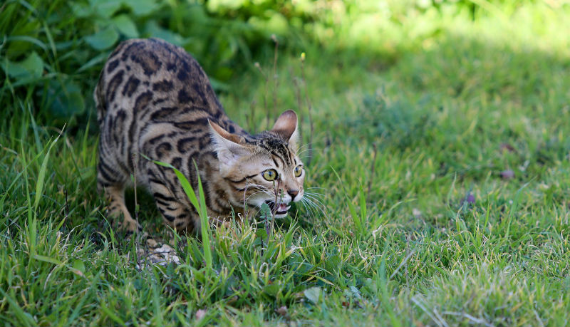 Gatto del Bengala