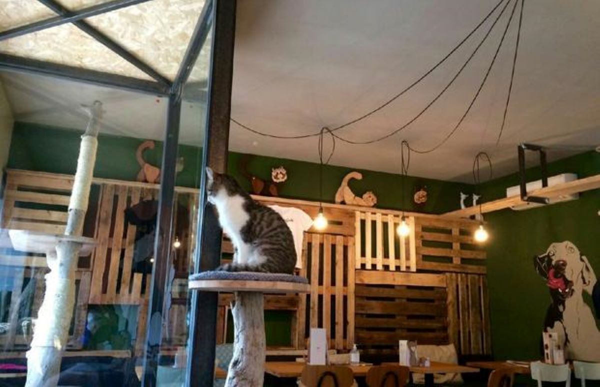 gatto-in-bar