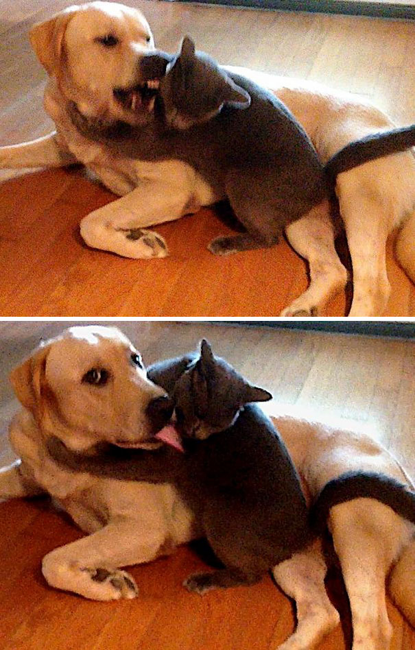 odio e amore tra cane e gatto