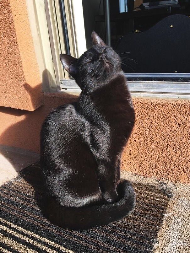 gatto-si-gode-il-sole